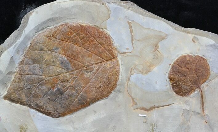 Two Fossil Leafs (Beringiaphyllum, Unidentified) - Montana #35738